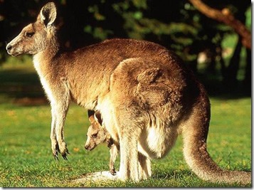 Kanga